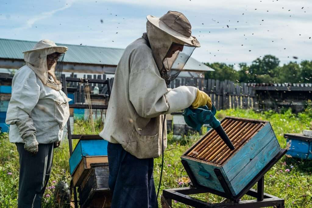 Elderly beekeepers are inspecting honeycombs. Local family apiary business